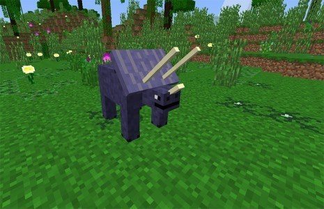 Triceratops