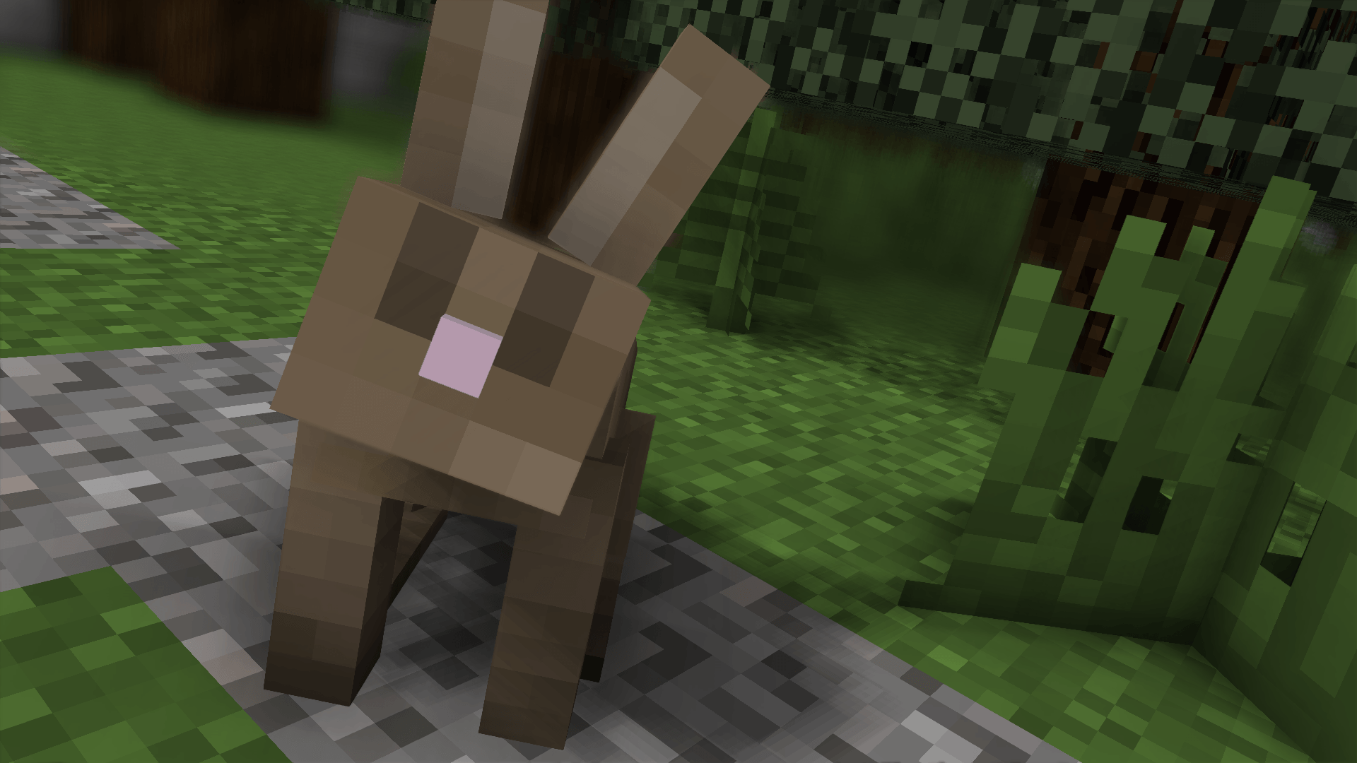 Un lapin tout mignon, un Wallpaper de GreenLenux