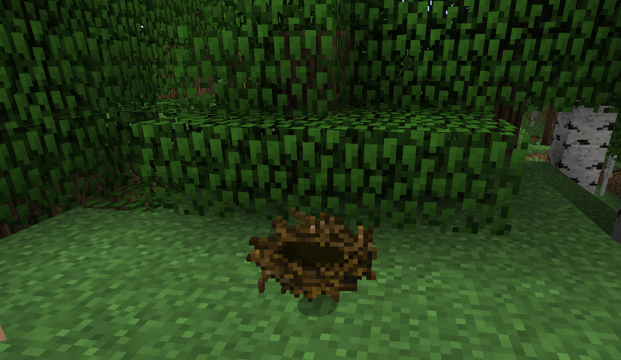 Birds Nests