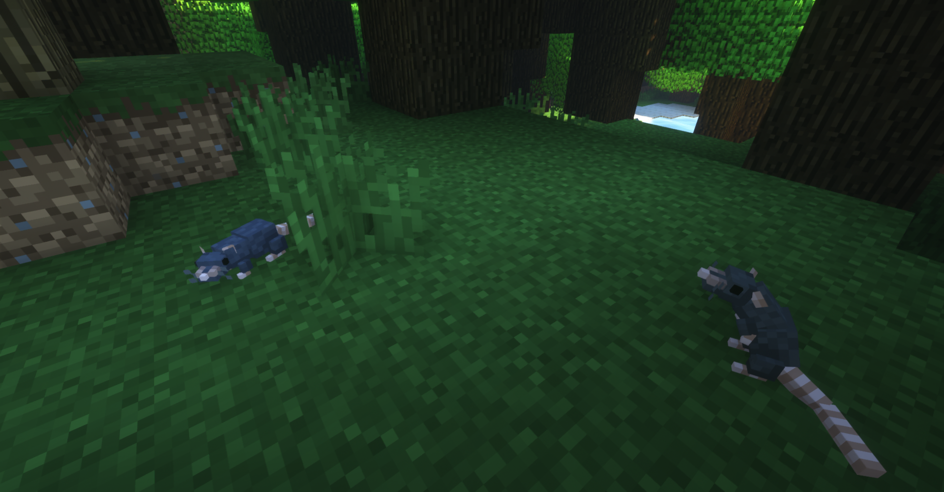 Des rats