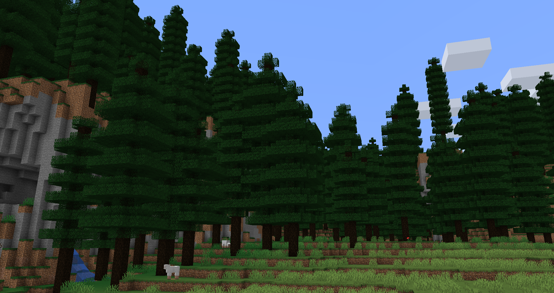 Forêt de conifères