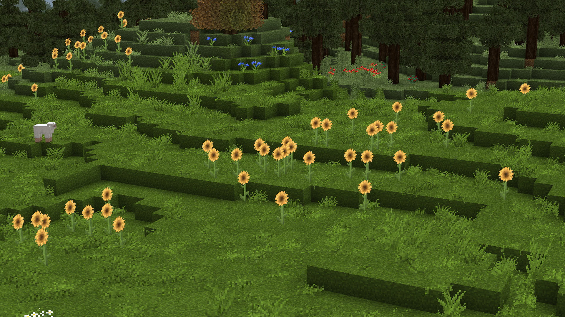 Stay True - Un champs de tournesols