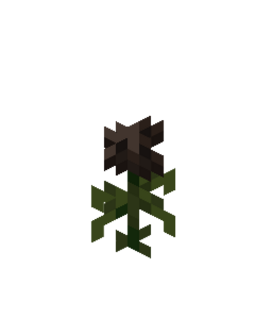 WitherRose