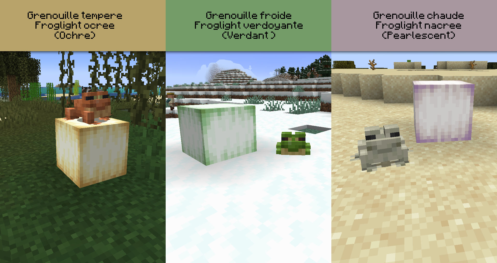 grenouilles 22w11