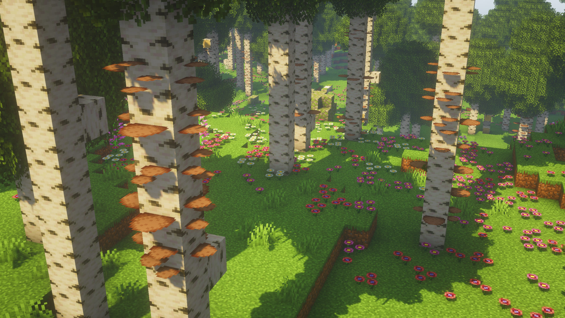 polypores on trees