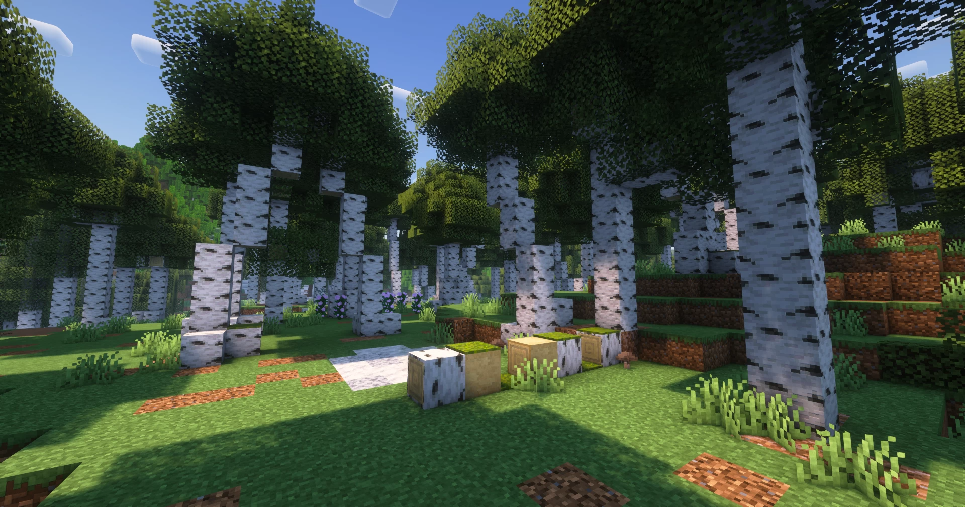 foret bouleaux
