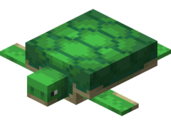 Tortue