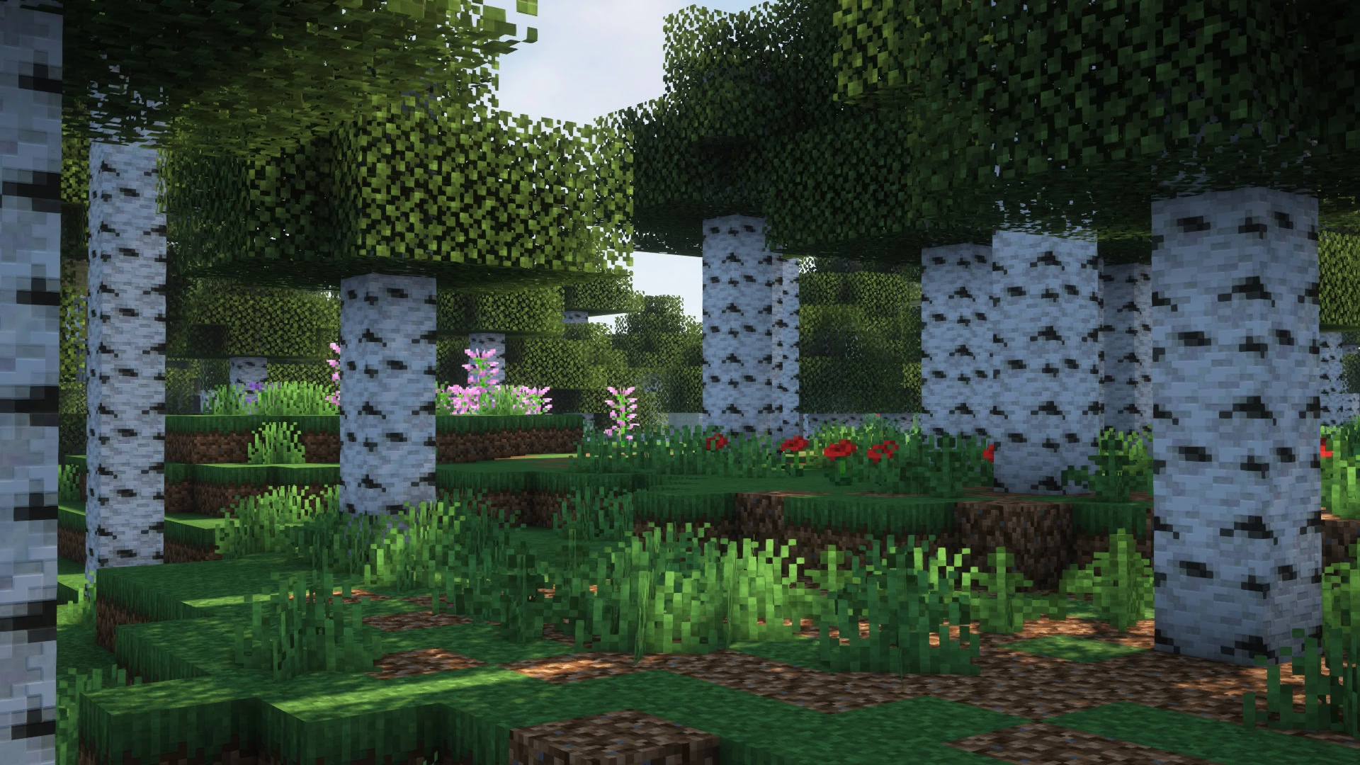 foret bouleau
