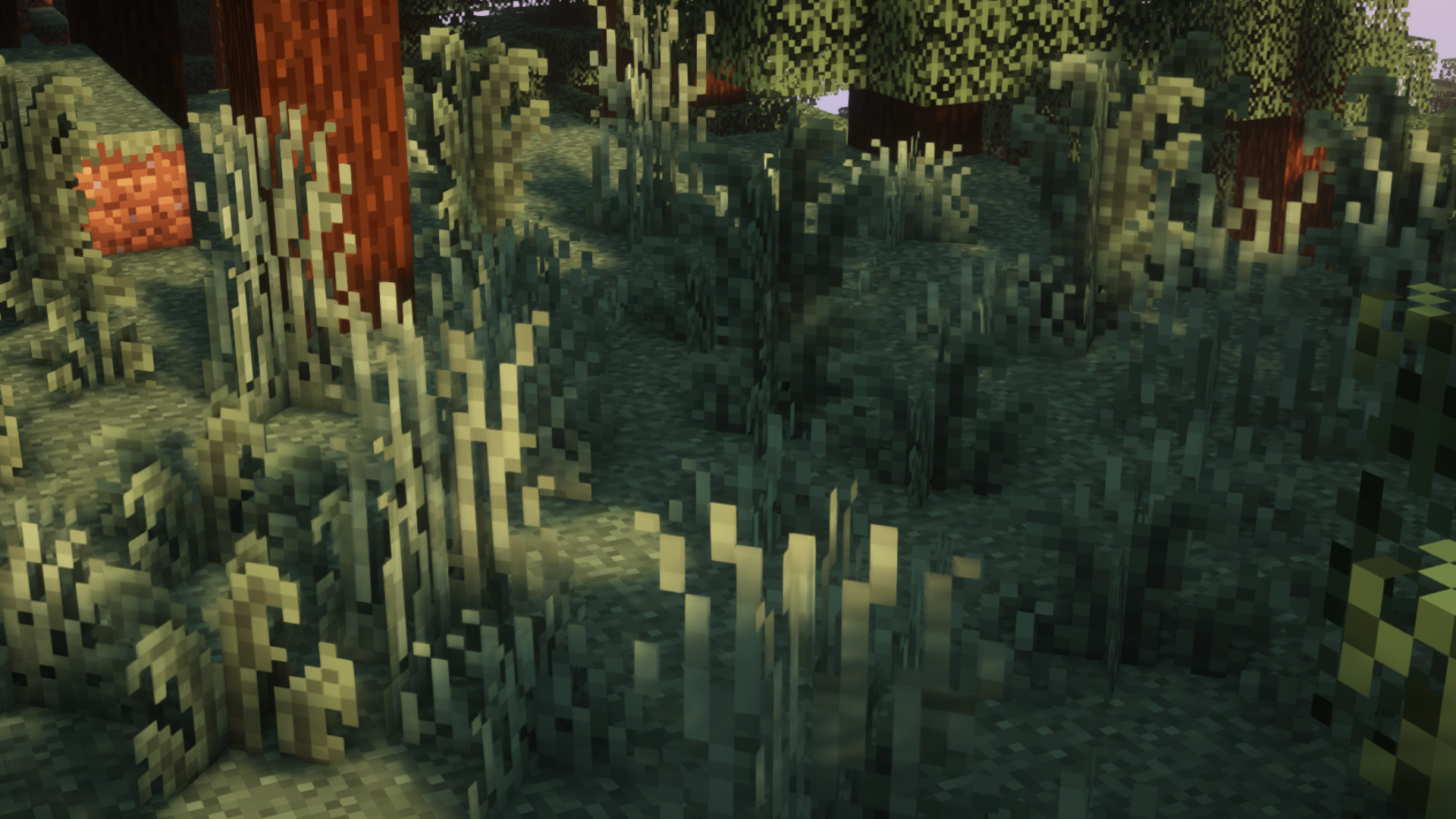 grass ferns