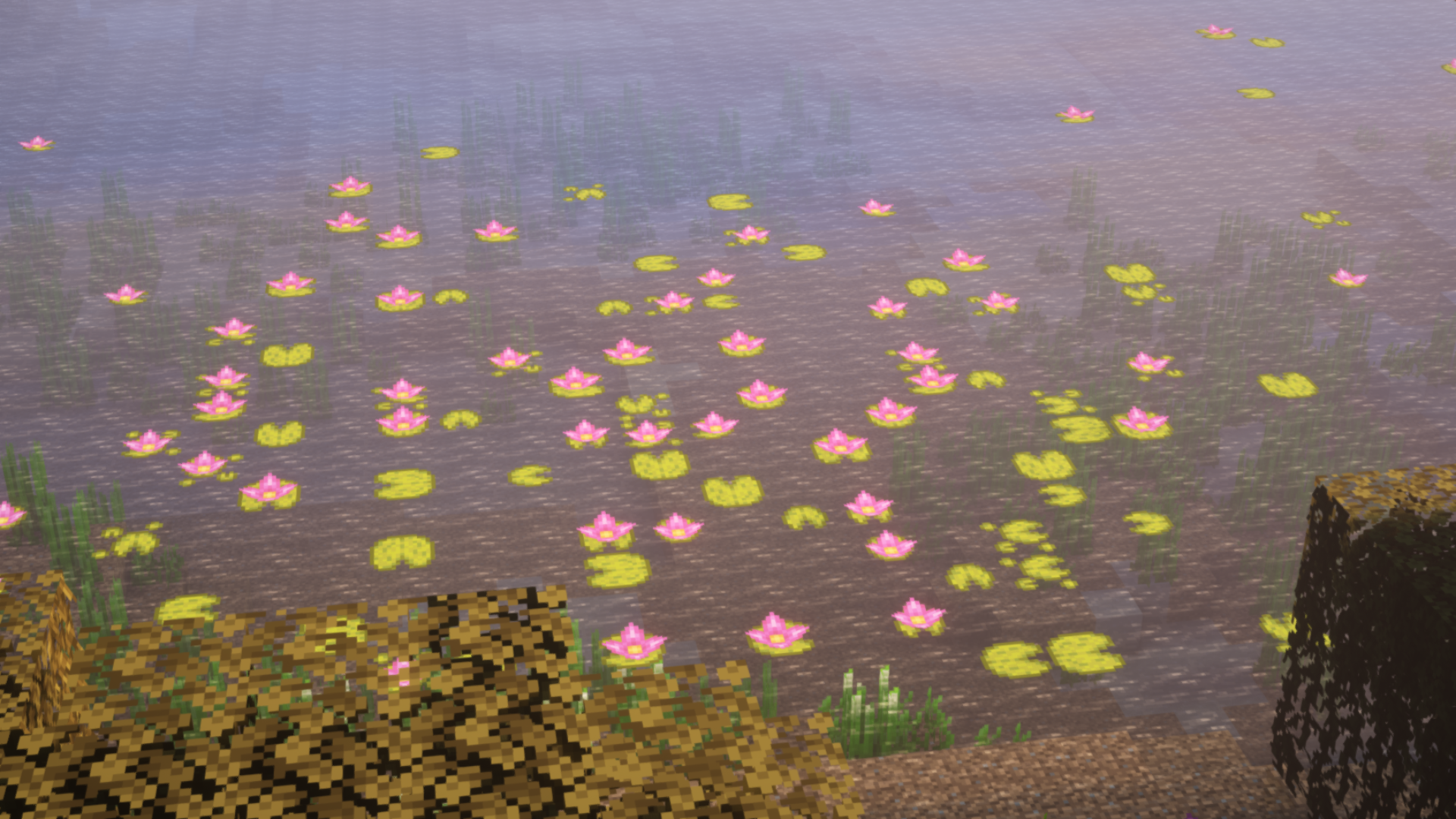 lily pads2