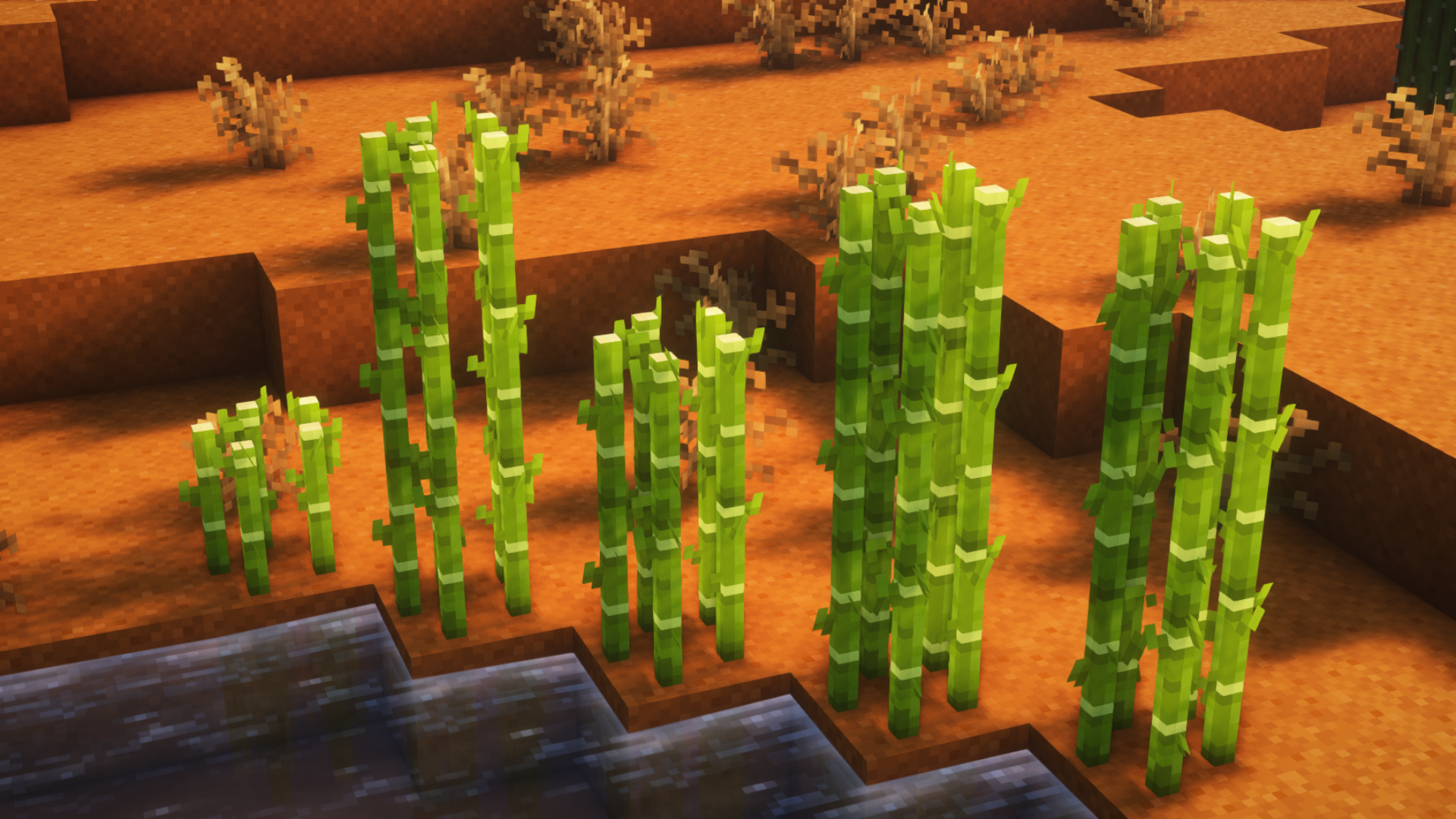 sugar cane