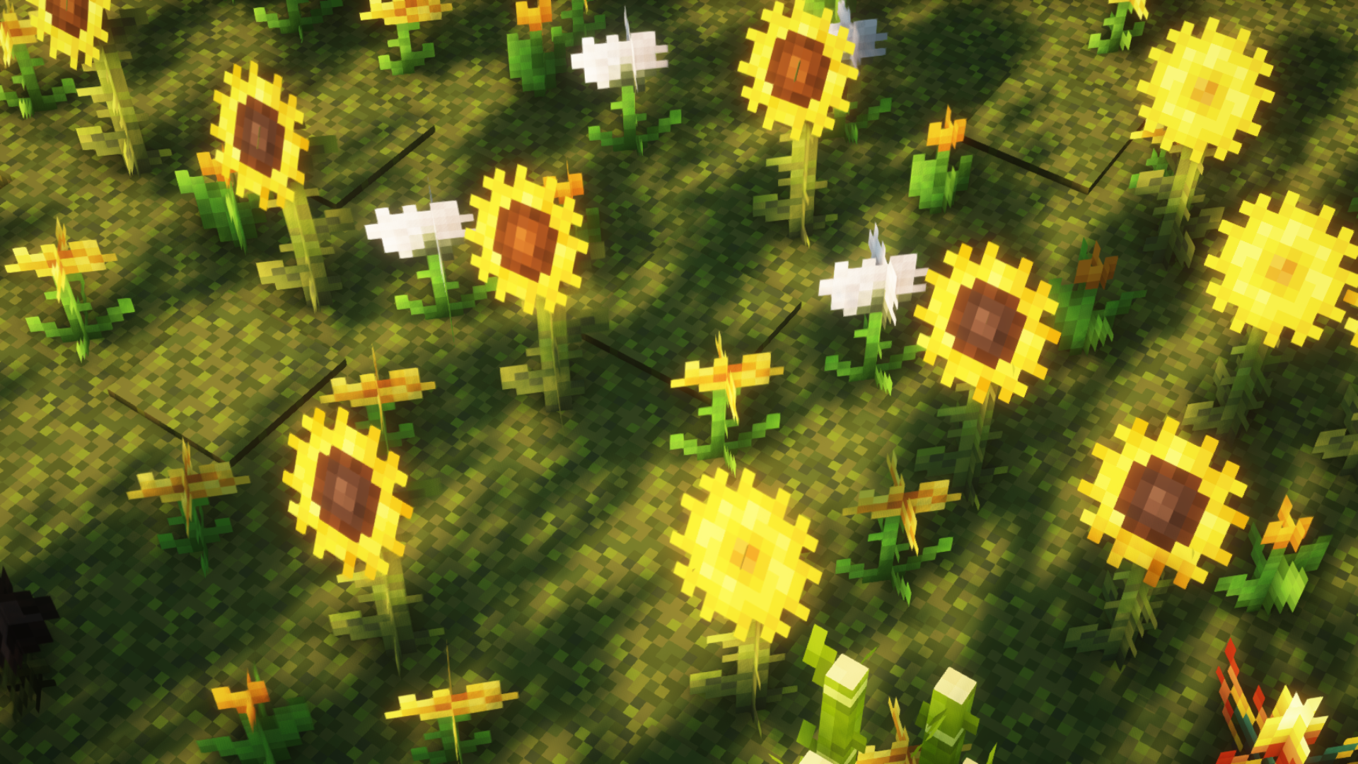 sunflowers