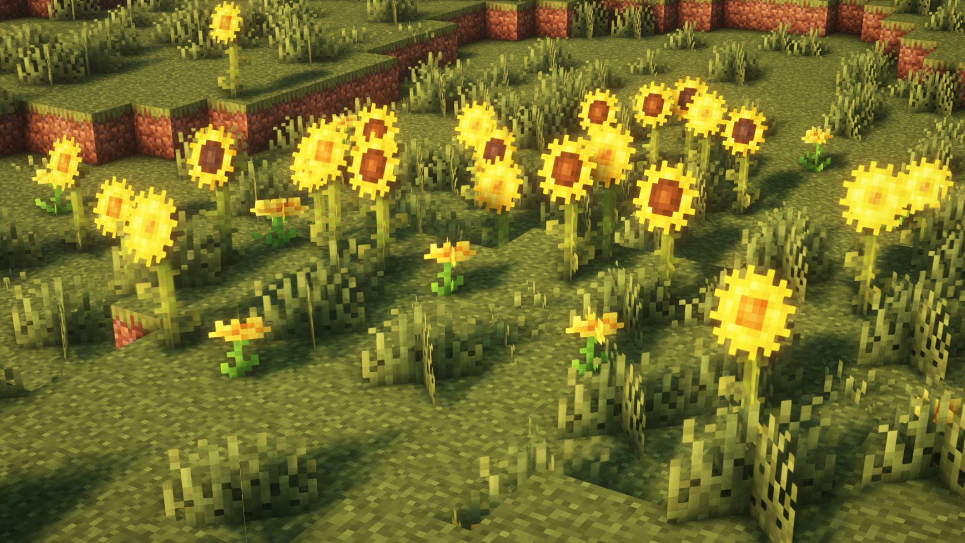 sunflowers2
