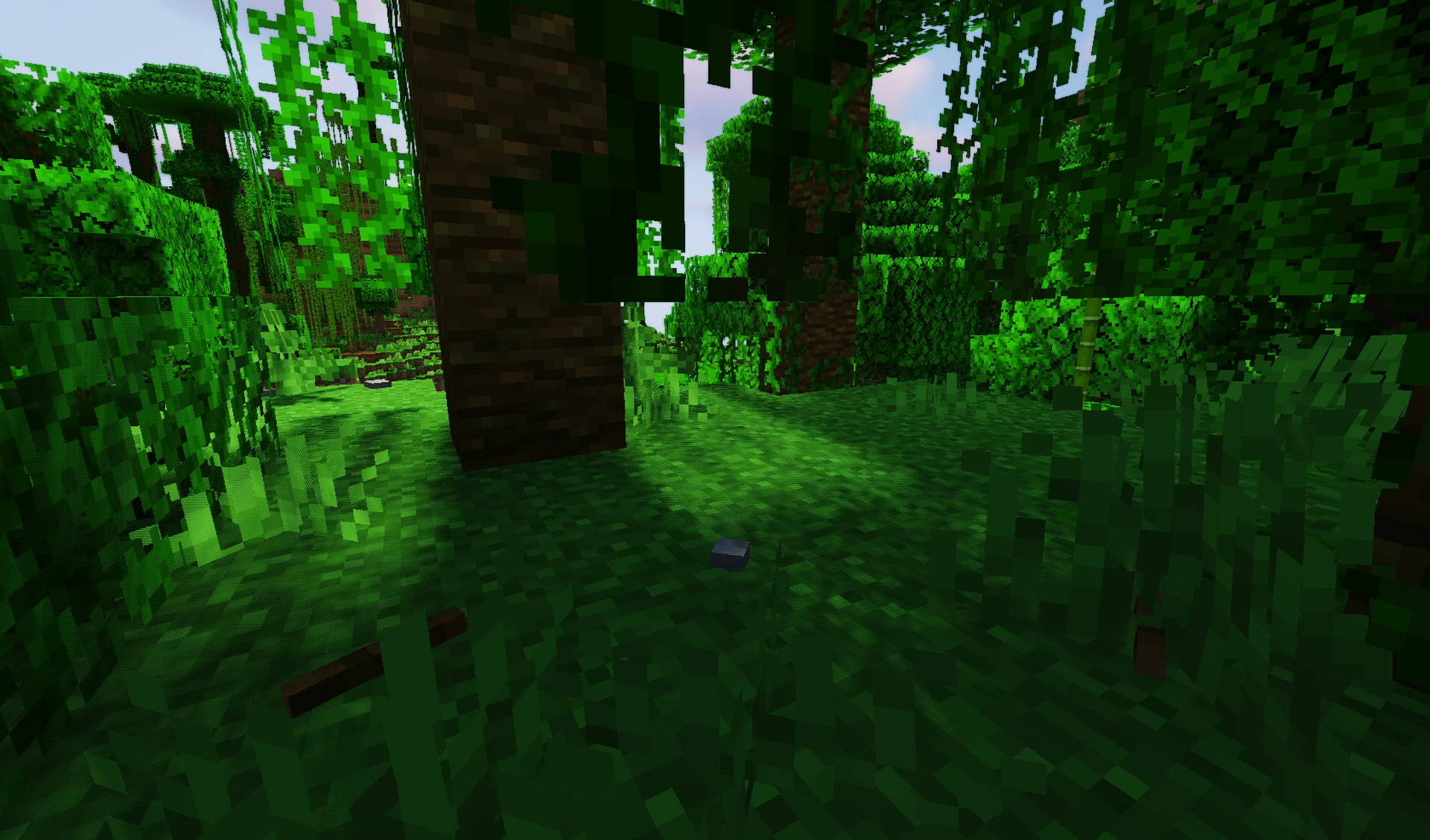 jungle