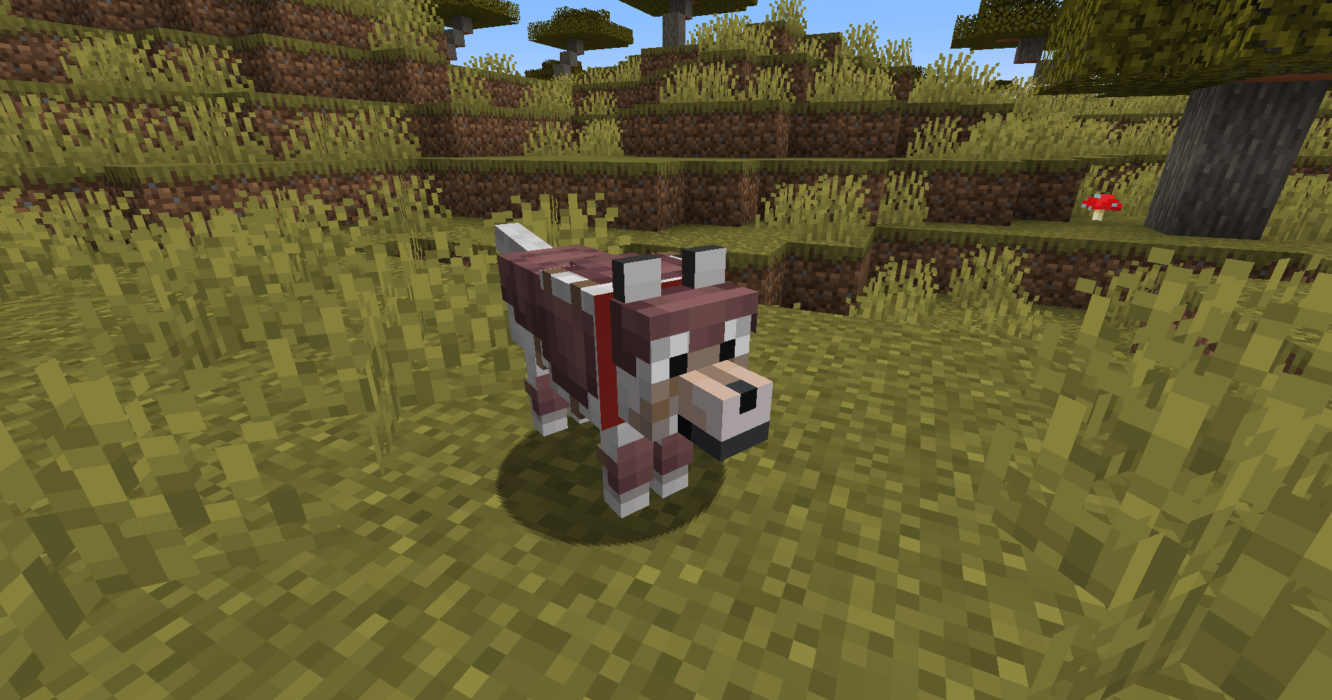 Chien avec une armure