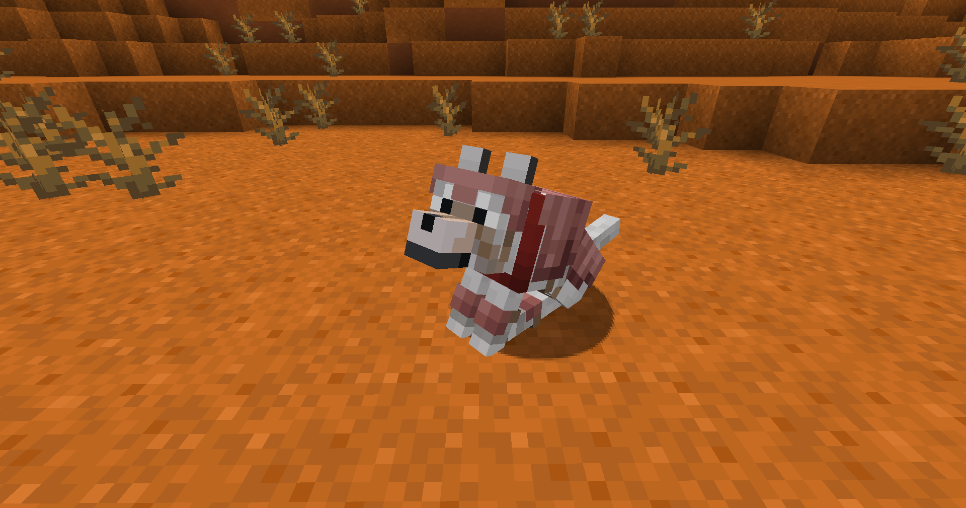 Un loup avec son armure
