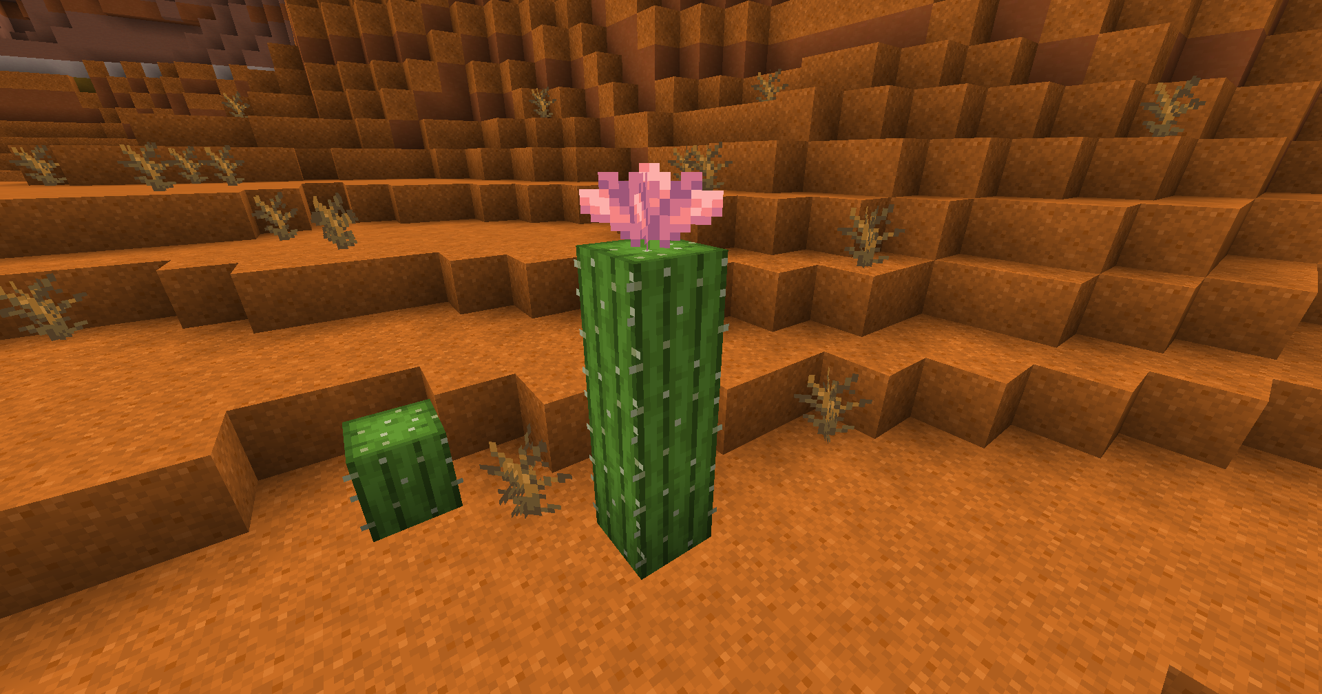 Fleur de cactus 25w06a